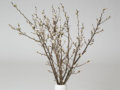 やまだの啓翁桜